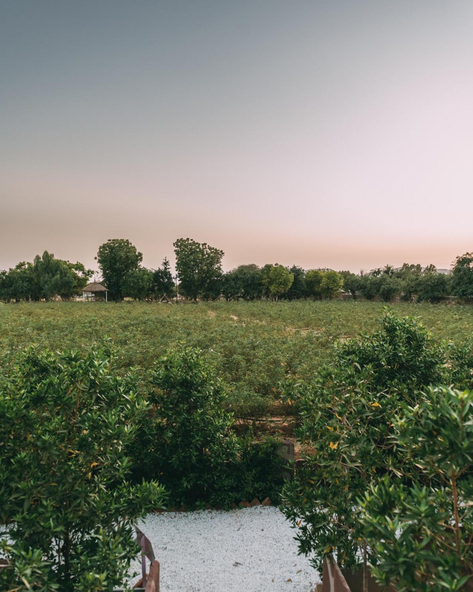 The Luxe Pushkar - A Luxury Farmstay In 布什格尔 外观 照片